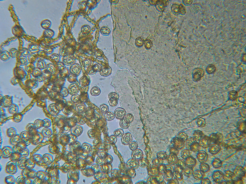Trichia sp. e non solo...